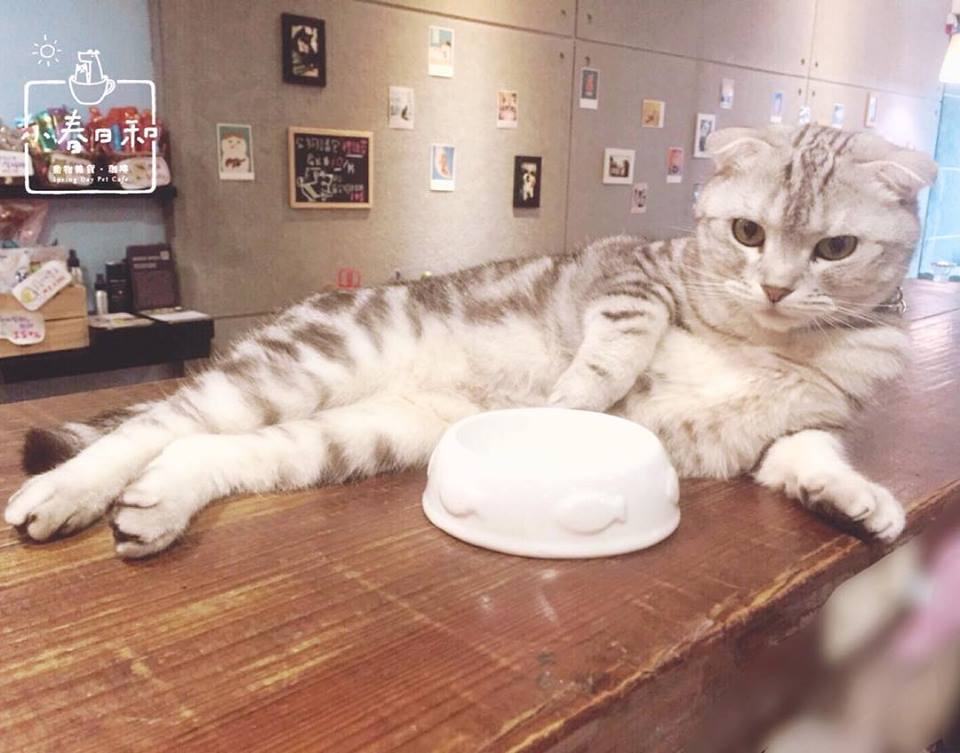 小春日和 動物雜貨 ・ 珈琲