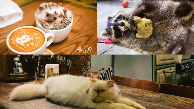pet-friendly-restaurants cover